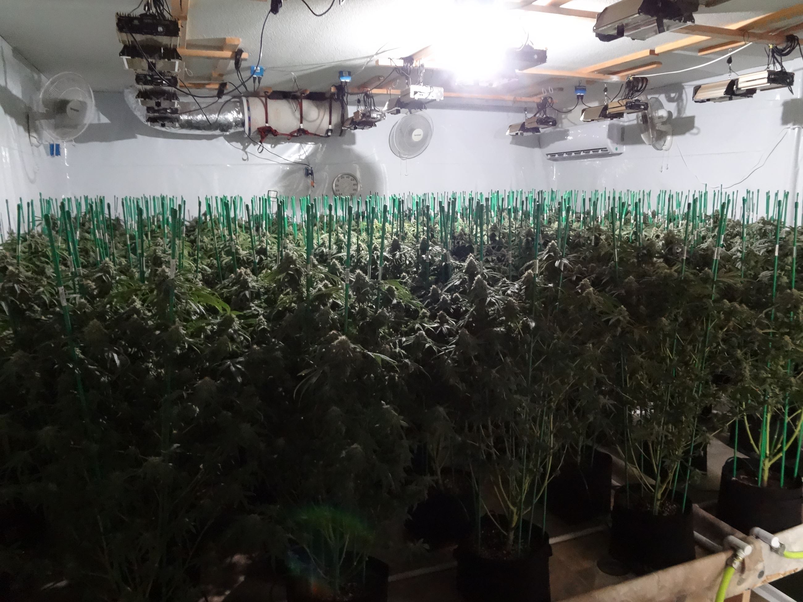 Illegal Indoor Marijuana Operation 