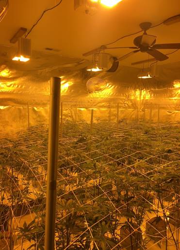 Illegal Indoor Marijjuana Grow
