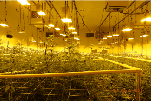Indoor Illegal Marijuana Grow