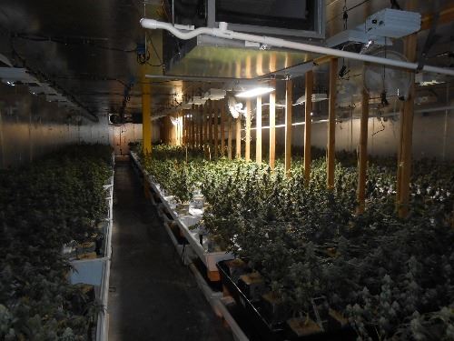 Illegal-Indoor Marijuana Operation