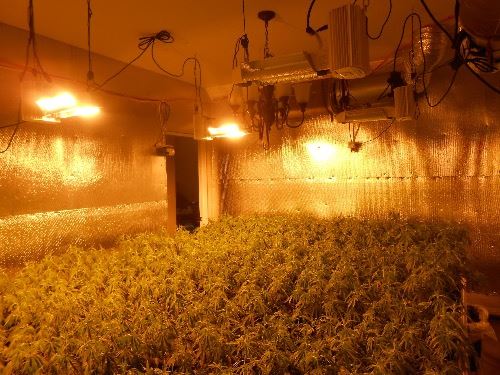 Indoor Illegal Marijuana Grow 2