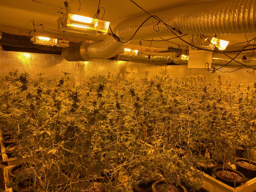 Indoor Illegal Marijuana Operation