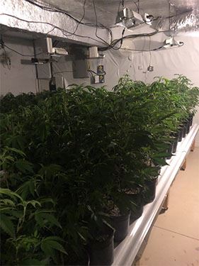 Indoor Marijuana Grow