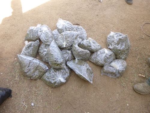 Bag of Processed Marijuana