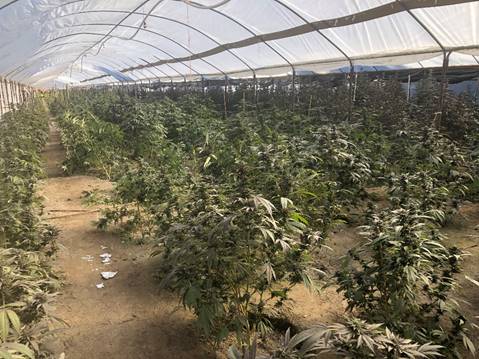 TS20-1222-Illegal Marijuana Grow