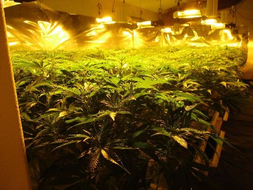 Illegal Indoor Marijuana Grow