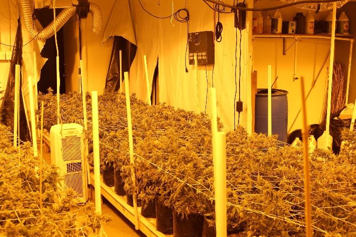 Illegal Indoor Marijuana Cultivation