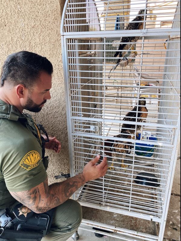Deputy-Caged hawks