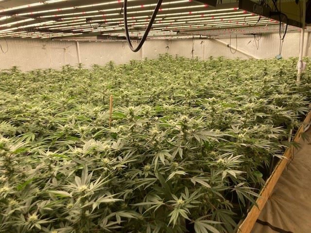 Indoor Marijuana Cultivation