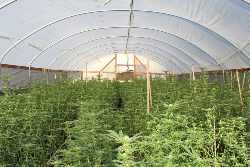 Illegal-Marijuana-Grow