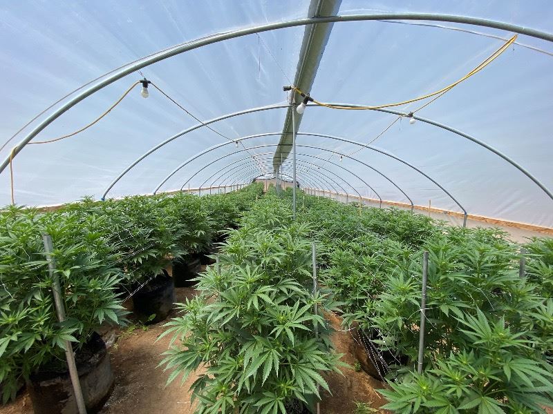 Illegal-Marijuana-Cultivation