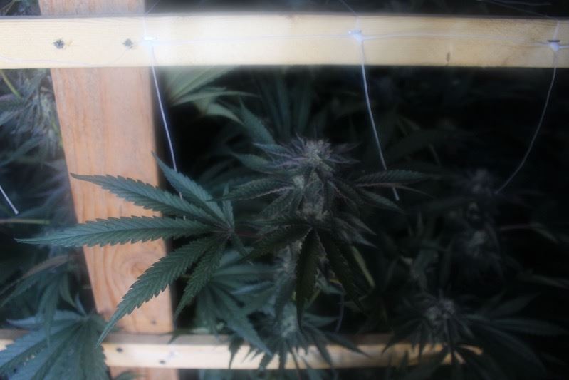 Marijuana-Plant