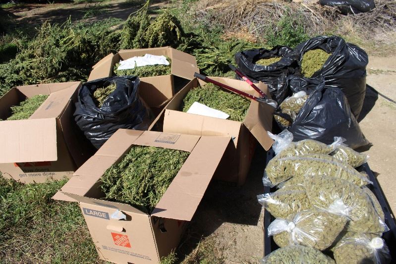 Bags-Boxes-Processed-Marijuana